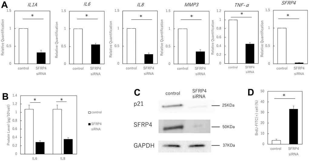 Effect of SFRP4 siRNA knockdown on senescent cells. (A) RT-PCR analysis of SASP gene expression. GAPDH was used as the housekeeping gene. (B) ELISA for protein expression of IL6 and IL8. (C) Western blotting analysis to confirm SFRP4 knockdown and its effect on senescence. SFRP4 knockdown induced decreased expression of SASP factors and senescence-related proteins. (D) Increased BrdU absorption after SFRP4 siRNA transfection. Knockdown of SFRP4 resulted in the restoration of proliferative capacity. *; P 