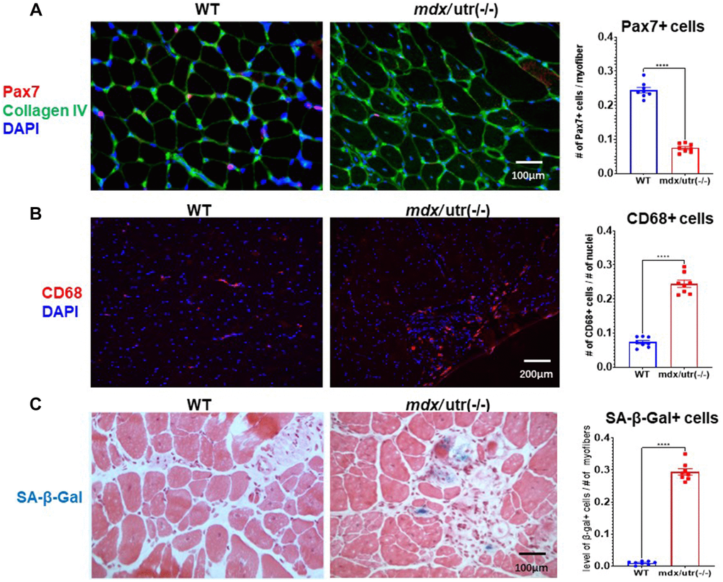 Fisetin is a senotherapeutic that extends health and lifespan - eBioMedicine