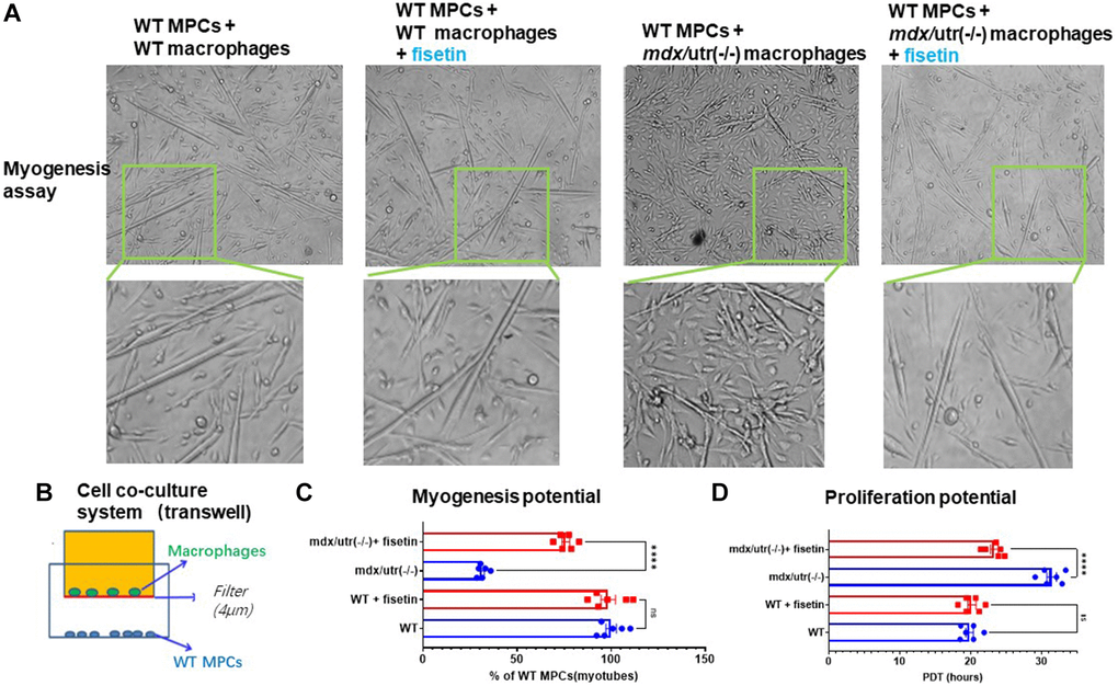 Macrophages from mdx/utro(−/−) muscle impair the function of co-cultured MPCs, which can be rescued with senolytic drug. (A) The progression of myotube formation was tracked in the myogenesis assay of WT MPCs co-cultured with WT or mdx/utro(−/−) macrophages, with or without fisetin treatment (20 μM, 96 h). (B) Schematic demonstration of the cell co-culture system of WT or mdx/utro(−/−) macrophages (upper chamber) and WT MPCs (lower chamber). (C) Statistics of result for myogenesis assay. (D) Statistics of result for proliferation assay. n = 6 (3 cell lineages x 2 replicates/group). Data are presented as mean +/− SD.