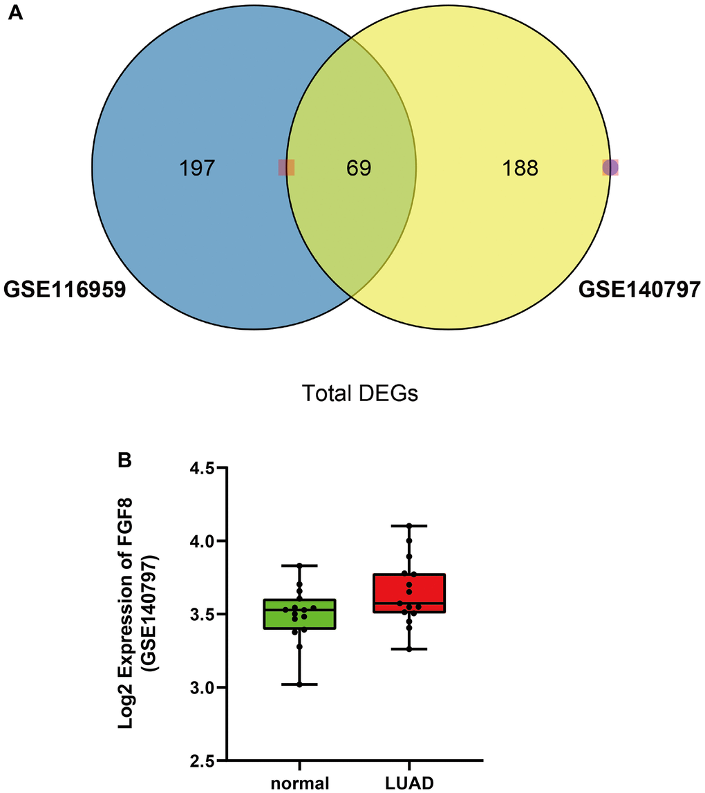 Differentially expressed genes in both GSE116959 and GSE140797 datasets. (A) A total of 69 differentially expressed genes were obtained in both GSE116959 and GSE140797 datasets. (B) The expression level of FGF8 in GSE140797 dataset.