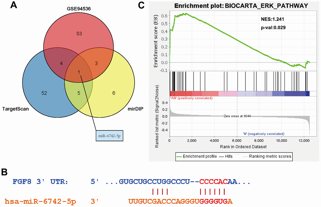 Determine of the targeting relationship between miR-6742-5p and FGF8. (A) Identification of FGF8 targeting miRNAs. (B) Predicted binding sites between miR-6742-5p and FGF8. (C) High expression of FGF8 was associated with ERK pathway.