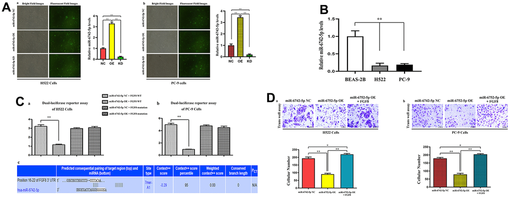 The expression levels of miR-6742-5p and its binding for FGF8, and their interaction in tumor migratory effects. (A) Quantitative real-time PCR were used to evaluate the relative expression levels of miR-6742-5p in H522 and PC-9 cells transfacted with control/NC, mimic/OE, inhibitor/KD; (B) the relative expression levels of miR-6742-5p in normal lung epithelial cell lines: BEAS-2B cell and H522, PC-9 cells (C) luciferase reporter assay was used to identify the roles of miR-6742-5p on FGF8 transcription in H522and PC-9 cells (a, b), and the putative wild-type FGF8 3'-UTR binding sequence and the mutation sequence (c). (D) the transwell assay was used to evaluate the effects of the interactions of miR-6742-5p and FGF8 in tumor migration. (a) ** P=0.01 miR-6742-5p OE group vs NC group; (b)* P=0.0481 miR-6742-5p OE+FGF8 group vs NC group.