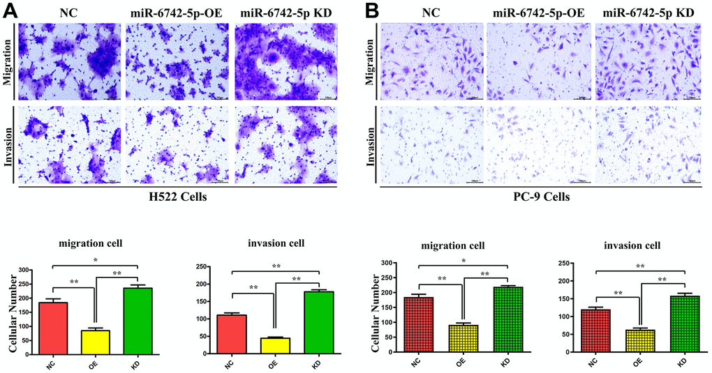 miR-6742-5p regulated LUAD cell migration and invasion. (A) H522 Cells; (B) PC-9 cells migration and invasion was assessed by transwell assay and its quantification. (A) migration **P=0.0011 miR-6742-5p OE group vs NC group;* P=0.029 miR-6742-5p KD group vs NC group; invasion** P=0.0001 miR-6742-5p OE group vs NC group;*P=0.0003 miR-6742-5p KD group vs NC group (B) migration **P=0.0002 miR-6742-5p OE group vs NC group;*P=0.0137 miR-6742-5p KD group vs NC group; invasion **P=0.0003 miR-6742-5p OE group vs NC group;**P=0.0063 miR-6742-5p KD group vs NC group.