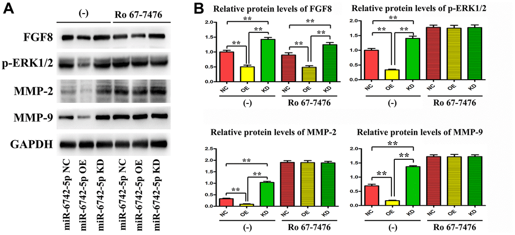 miR-6742-5p was involved in regulating the invasion and migration of LUAD via targeting FGF8/ERK1/2/MMP9/MMP2. (A) The expression of FGF8, ERK1/2, MMP9 and MMP2 was evaluated by western blot in cells treated with and without RO 67-7476 cells. (B) The expression of FGF8, ERK1/2, MMP9 and MMP2 quantification in cells treated with and without RO 67-7476 cells. ** P 