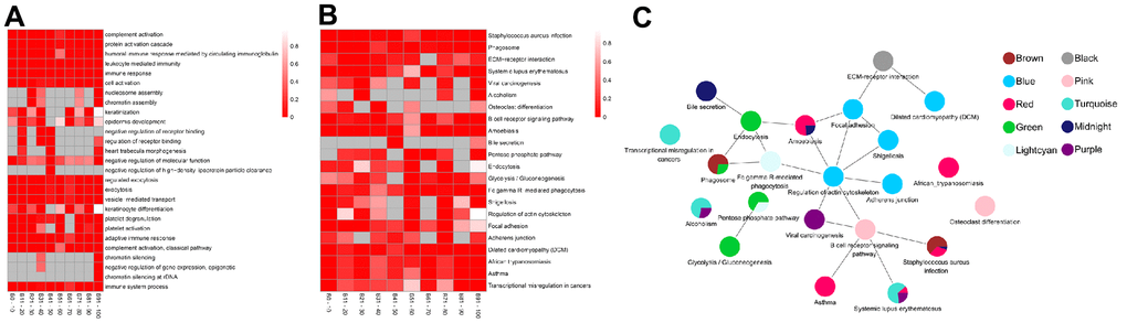 The top enrichment of Gene Ontology (GO)-biological progress (BP) and Kyoto Encyclopedia of Genes and Genomes (KEGG) pathway in each age groups. (A) The leading five enrichment data of GO-BP analysis. Differential genes (Genes) are distributed across multiple GO biological progress. Each row corresponds to the top five enriched pathways, and each column corresponds to an age group. The color represents P value and the smaller the P value, the color becomes darker (red). no enrichment to no color (White). There is no color (grey) without enrichment. (B) Top ten enrichment results of the KEGG pathway. Genes are involved in a wide range of KEGG. Each row corresponds to top ten enriched pathways, and each column corresponds to an age group. The color represents P value and the smaller the P value, the more obvious enrichment, the darker color (red), and no enrichment to no color (White). There is no color (grey) without enrichment. (C) The pathway crosstalk analysis of critical modules. The color of nodes denotes modules.