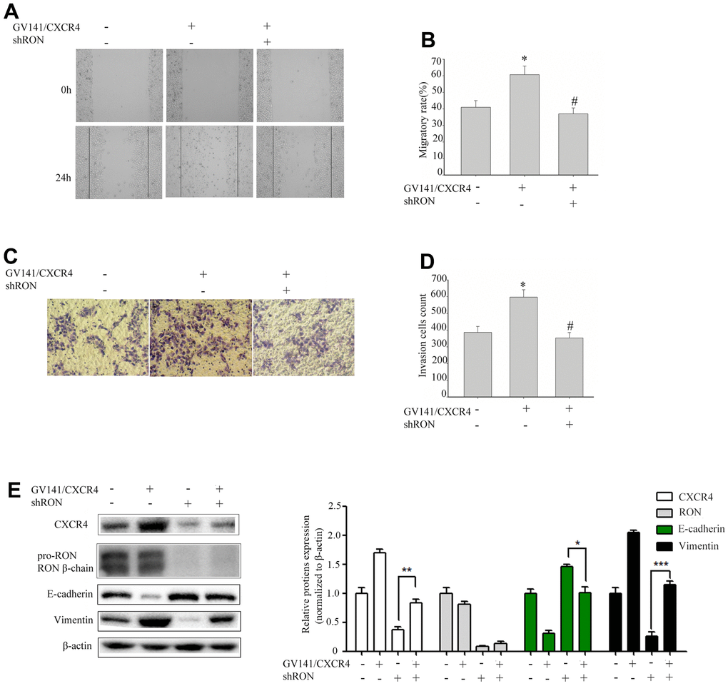 Overexpression of CXCR4 restores the inhibition of cell migration and invasion caused by RON reduction. 5637 cells GV141/CXC4 or control were added to shRON (+) or shNC (-). The wound healing assay was performed to evaluate the capability of cell migration (A, B). The transwell assay was used to detect the cell invasion ability (C, D). Cell extracts were subjected to Western blot analysis using the indicated antibodies to CXCR4, RON, E-cadherin, and vimentin, respectively (E). Data are shown as mean ± SEM, from one of 3 independent experiments. *P#P 