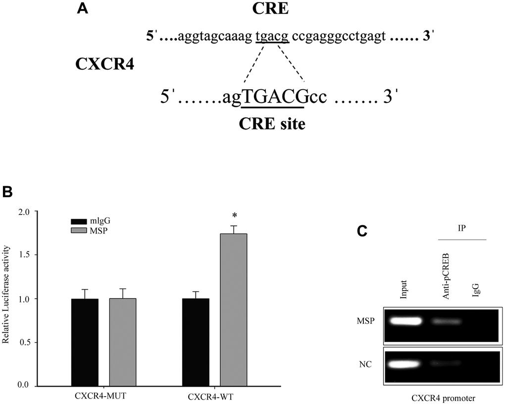Induced p-CREB promotes CXCR4 transcription by targeting the CXCR4 promoter. The potential CREB targeting site in CXCR4 promoter (A). Cells were first transfected with CXCR4 promoter driven luciferase reporter for 24h and then incubated with 5 nM MSP for 30 mins. Dual-Luciferase Reporter Assay System was used to detect the luciferase activity (B). After activation of MSP, Chromatin immunoprecipitation (ChIP)-PCR was performed to show that p-CREB bound to the putative promoter of CXCR4 in 5637 cells (C). Data were presented as mean ± SD from three independent experiments. *P 