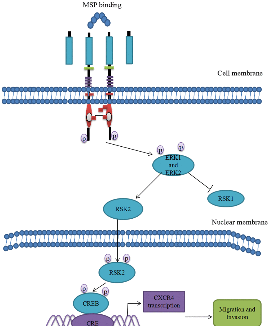 Proposed mechanistic scheme of RON promoting tumor invasion in bladder cancer. MSP stimulation induces RON dimerization by binding the sema domain, which stimulates the Erk1/2-RSK signal transduction pathway regulating RON-mediated activities such as cell growth and invasiveness. Activated ERK1 and ERK2 also stimulate RSK2 and promote RSK2 nuclear translocation, which induced CREB phosphorylation. Phospho-CREB binds cAMP-responsive element (CRE) site of CXCR4, thereby inducing its transcription and over-expression.