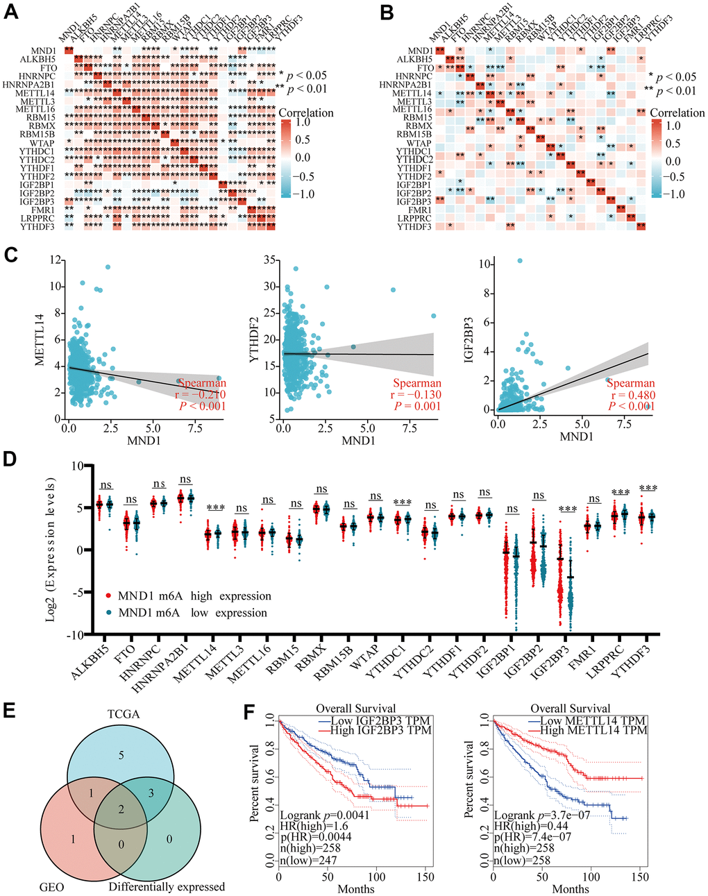 Correlations of MND1 expression with m6A related genes in KIRC. (AB) TCGA KIRC data sets and GSE105288 data sets analyzed the correlation between the MND1 and the m6A related genes expression in KIRC. (C) Draw a scatter plot to show the correlation between the MND1 and the glycolysis related genes expression, include METTL14, YTHDC1, and IGF2BP3. (***pD) The differential expression of glycolysis related genes between high and low MND1 expression groups in KIRC tumor samples. (E) Venn diagram showed both expression correlation and differential expression of genes, including ENO1, HK2, LDHA, LDHB, PGK1 and SLC2A1. (F) Kaplan-Meier curve of IGF2BP3 and METTL14.