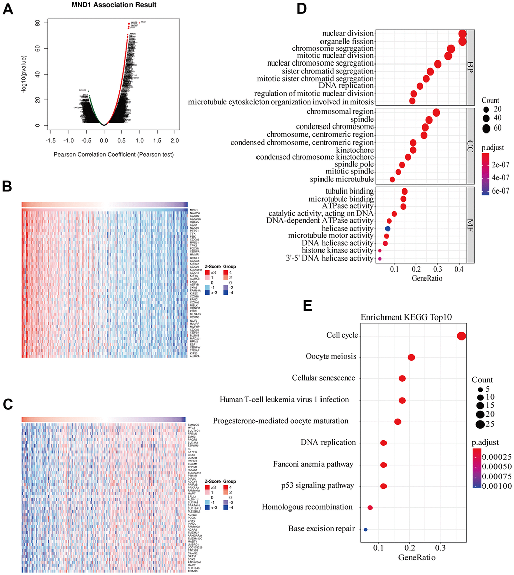 Genes differentially expressed in correlation with MND1 and enriched GO annotations, KEGG pathways of MND1 correlated genes in KIRC. (A) Pearson test was used to analyze association between MND1 and genes differently expressed in KIRC, red indicates positively correlated genes and green indicates negatively correlated genes. (B, C) The genes positively and negatively relative to MND1 in KIRC were showed by heat maps. (D), Enriched GO annotations of MND1 correlated genes in KIRC, including biological processes (BP), molecular function (MF), and cell component (CC) (PE) Significant KEGG pathways most associated with MND1.