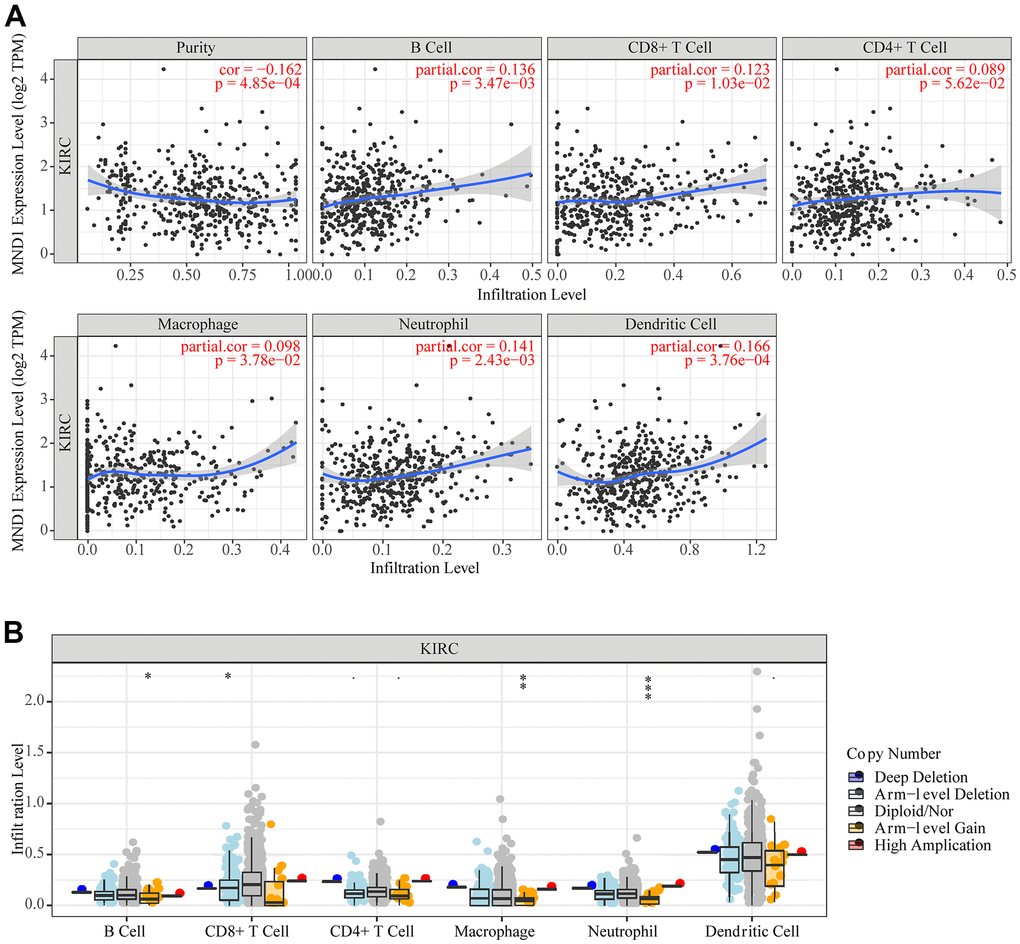 The correlation between MND1 and immune infiltration level in KIRC. (A) The correlations between MND1 expression and the immune infiltrations of tumor purity, B cell, CD8+ T cell, CD4+ T cell, macrophage, neutrophil, and dendritic cell. (B) The comparison of tumor-infiltration levels in KIRC with different somatic copy number alterations for MND1. SCNAs (somatic copy number alterations) are defined by GISTIC 2.0, including deep deletion (−2), arm-level deletion (−1), diploid/normal (0), arm-level gain (1), and high amplification (2). P-value Significant Codes: 0 ≤ *** 