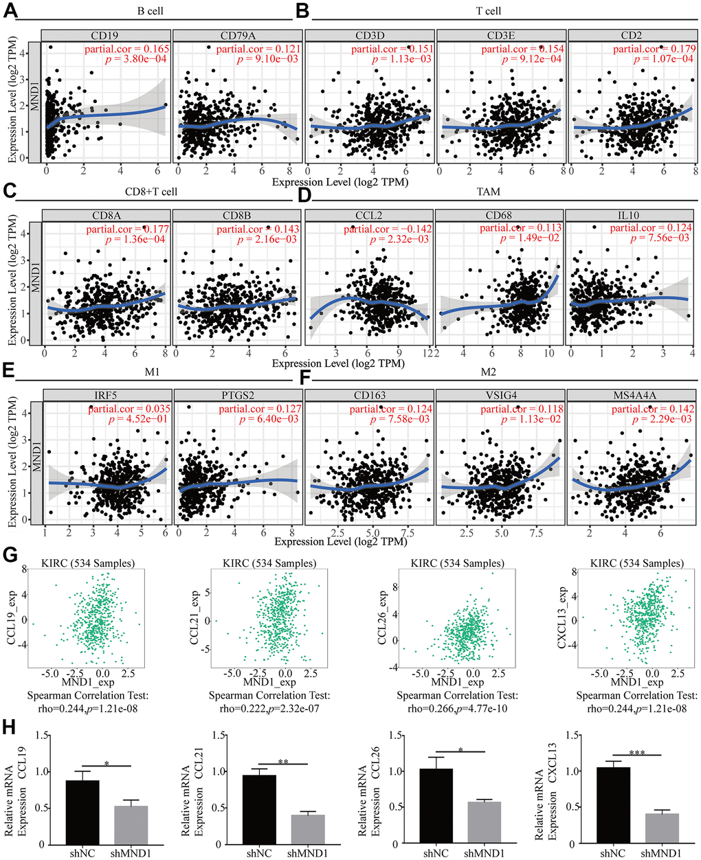 The association of MND1 with immune cell gene makers in KIRC. Relationship between MND1 and various gene markers of (A) B cells, (B) T cell (general), (C) CD8+ cell, (D) TAM, (E) M1 macrophage and (F) M2 macrophage in KIRC. (G) The association between MND1 and KIRC-related chemokines; (H) Immune-related chemokines expression in MND1 silenced KIRC cells. *p p p 