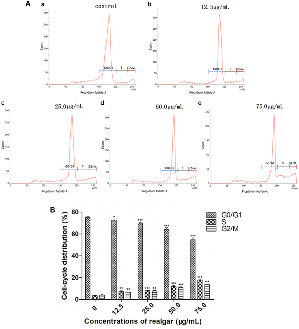 Effect of realgar on APL cell cycle arrest. (A) (a) Control, (b) 12.5 μg/mL, (c) 25.0 μg/mL, (d) 50.0 μg/mL, and (e) 75.0 μg/ml. The statistical data were generated by flow cytometry software and plotted as generated. (B) Histogram analysis of cell cycle phase distributions of NB4 cells after treatments with 0, 12.5, 25.0, 50.0 and 75.0 μg/mL of realgar. Data were obtained from three independent experiments and are presented as the mean ± SD. *P **P ***P 
