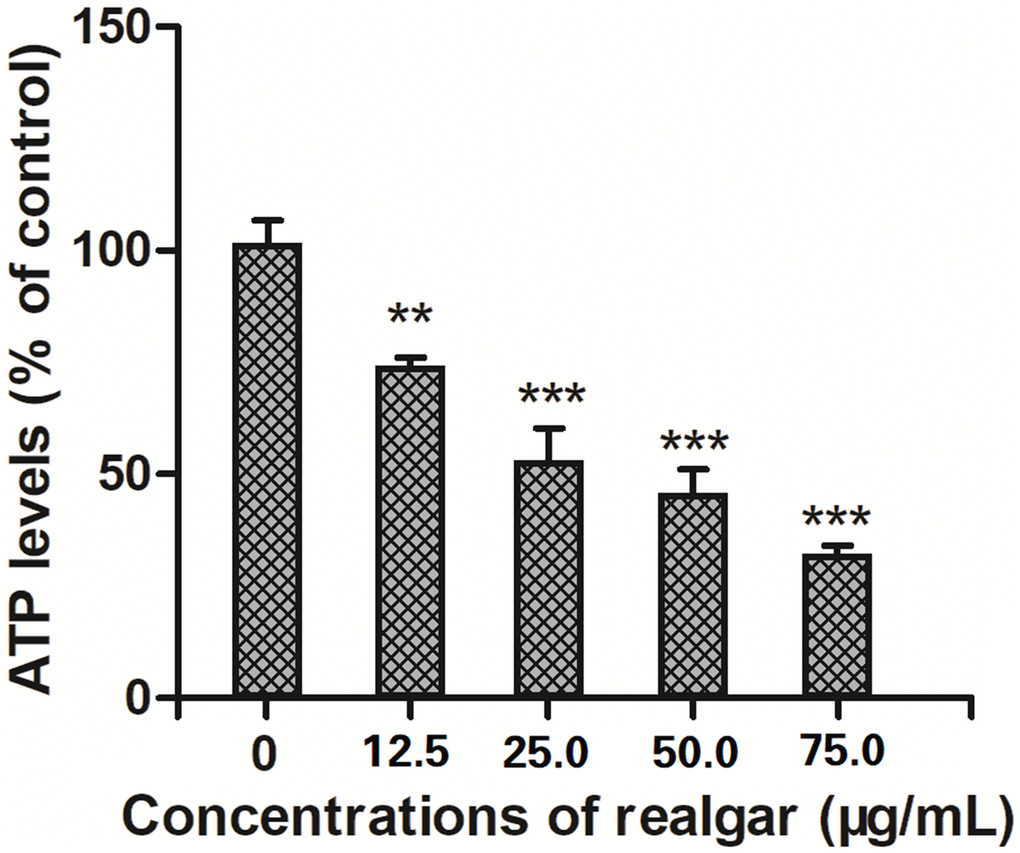 Effect of different concentrations of realgar on ATP generation in APL cells for 24 h. The cells were treated with different concentrations of realgar (0, 12.5, 25.0, 50.0 and 75.0 μg/ml) for 24 h. Then, the ATP levels were measured using a commercial ATP assay kit according to the manufacturer's instructions. Data were obtained from three independent experiments and are presented as the mean ± SD. **P ***P 