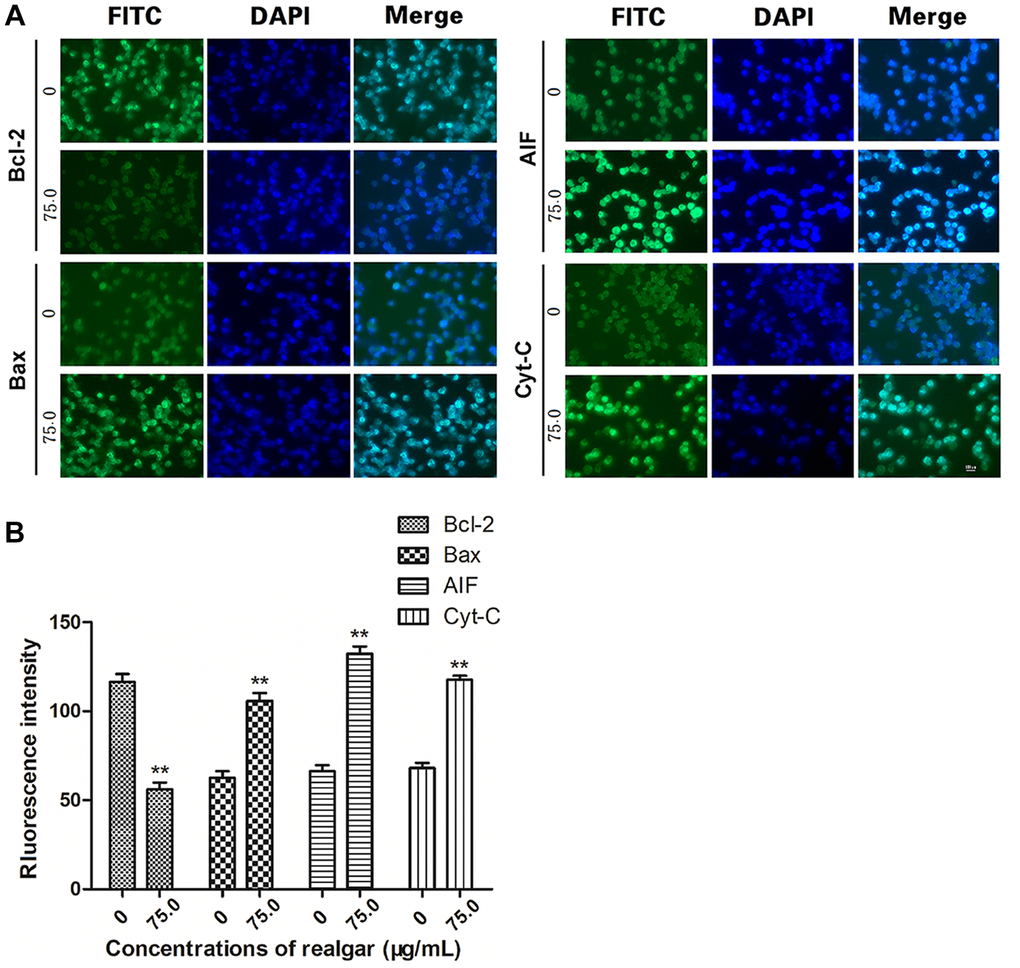 Determination of the target protein levels. NB4 cells were treated with or without realgar (75.0 μg/ml) for 72 h. The levels of Bcl-2, Bax, Cyt-C, and AIF were measured using immunofluorescence. (A) Cell nuclei were stained with 4',6-diamidino-2-phenylindole (DAPI; blue). (B) The fluorescence intensity of each protein is shown. Original magnification, × **P 