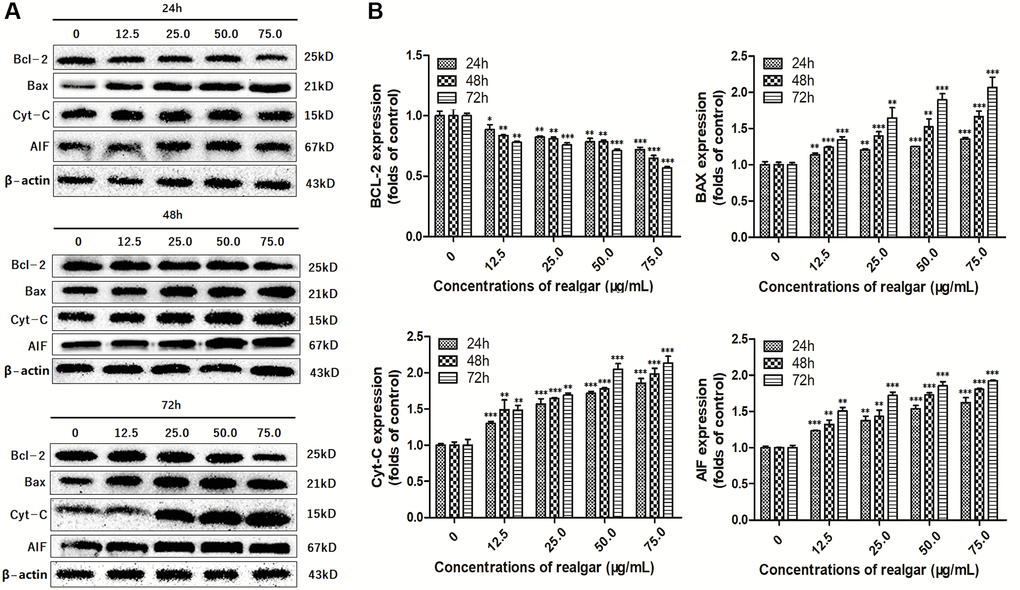 Evaluation of the Bcl-2, Bax, Cyt-C and AIF protein levels. Western blot analysis was performed in order to determine the Bcl-2, Bax, Cyt-C and AIF protein levels in NB4 cells after treatment with different concentrations of realgar (0, 12.5, 25.0, 50.0 and 75.0 μg/ml, respectively) for 24, 48 and 72 h, and three independent experiments were repeated. (A) Bcl-2, Bax, Cyt-C and AIF protein levels; (B) Histogram analysis of the target protein expression levels in NB4 cells. *P **P ***P 