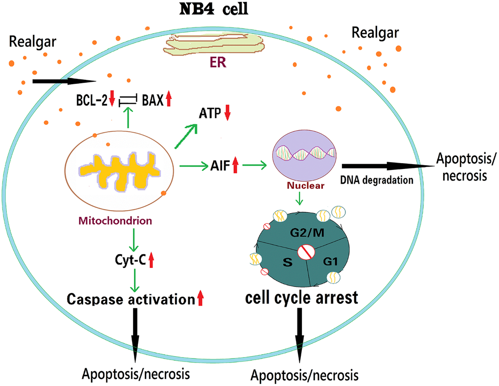 Schematic illustration of how realgar induces APL cell death via the Bcl-2/Bax/Cyt-C/AIF signaling pathway.