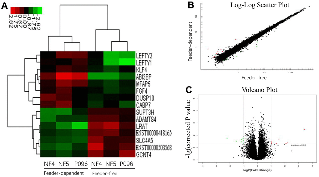 The profiles of the differentially-expressed genes in hESCs. (A) Hierarchical clustered heat maps show the Log2-transformed expression values of differentially-expressed genes in the feeder-free culture system and on human foreskin fibroblast feeder layers. Scatter plots (B) and volcano plots (C) of genes are of significantly different expressions.