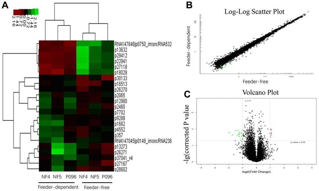The profiles of the differentially-expressed lncRNA in hESCs. (A) Hierarchical clustered heat maps show the Log2-transformed expression values of differentially-expressed lncRNA in the feeder-free culture system and on human foreskin fibroblast feeder layers. Scatter plots (B) and volcano plots (C) of lncRNA are of significantly different expressions.