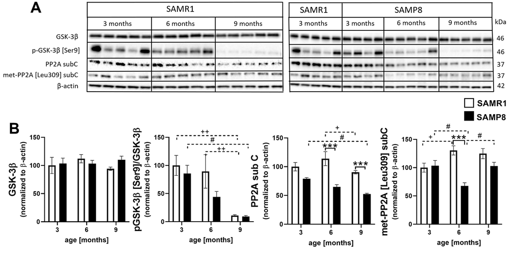Increased activation of tau kinase GSK-3β and decreased activation of protein phosphatase 2A sub C in the hippocampi of SAMP8 (A) western blots and (B) their quantification. Data are mean ± SEM, analyzed by 2-way ANOVA with Bonferroni post test. Significance is *P 