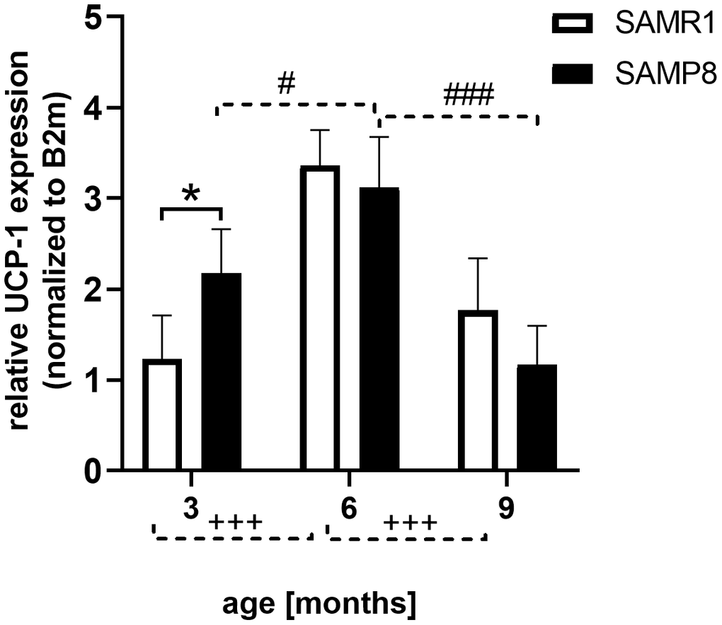 Increased mRNA expression of UCP-1 in brown adipose tissue of 3 months old SAMP8 mice. Data are mean ± SEM, analyzed by 2-way ANOVA with Bonferroni post test. Significance is *P 