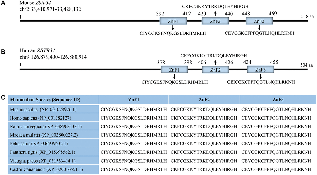 Zbtb34 contains 3 highly-conserved ZnFs. (A) Mouse Zbtb34 is located on Chromosome 2. (B) Human Zbtb34 is located on Chromosome 9. (C) The alignment of the amino acid sequences within ZnFs is highly conserved among different mammalian species. The number of parentheses is the accession number. Abbreviation: ZnF: zinc finger.