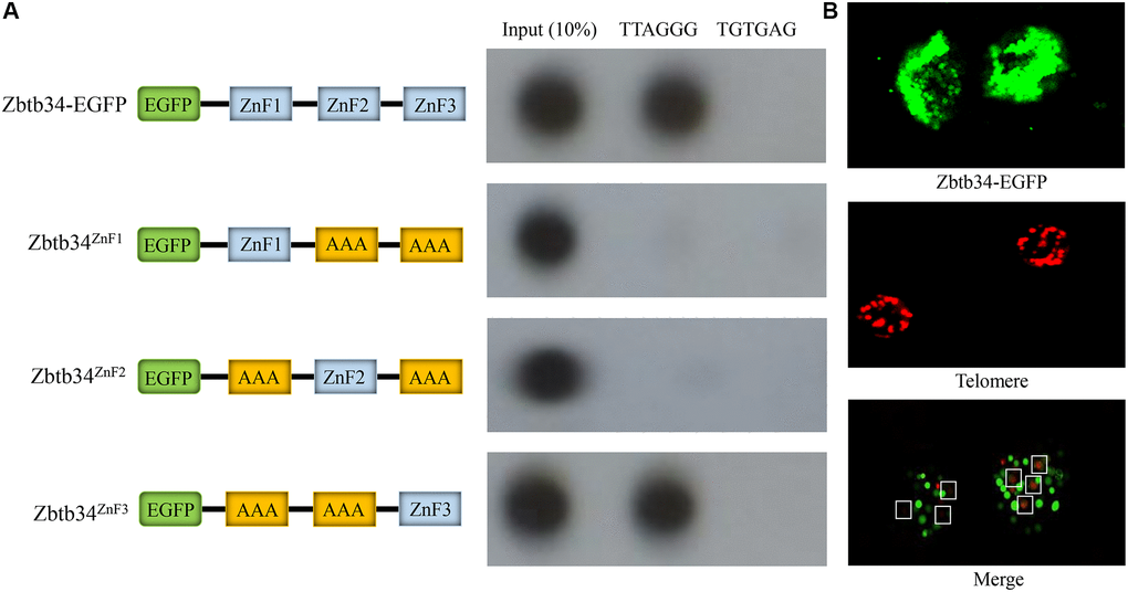 Zbtb34 binds to the telomere DNA. (A) The ZnFs within Zbtb34 of mESCs are analyzed through telomere co-immunoprecipitation. Schemata represents the construct of the Zbtb34-EGFP vector and the alanine substitution of ZnF1, ZnF2 or ZnF3. The results show that Zbtb34 is co-immunoprecipitated with the sequence (TTAGGG) of the telomeres. The association of ZnF1, ZnF2 or ZnF3 with telomere DNA is further analyzed. The results reveal that ZnF3 is co-immunoprecipitated with the telomere DNA. The random sequence (TGTGAG) is the control. (B) Fluorescence in situ hybridization shows the localization of Zbtb34 (green) and telomeres (red). The dots in the white boxes indicate the merger of green and red dots. Abbreviations: ZnF: zinc finger; mESCs: mouse embryonic stem cells.