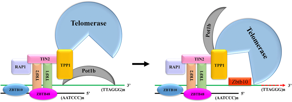 The mechanism for Zbtb34 to regulate telomere length. When the expression of Zbtb34 is more than that of Pot1b, Zbtb34 prevents Pot1b from binding to telomere DNA, which increases the opportunity for telomerase to access telomere DNA. The telomerase adds DNA repeats (TTAGGG)n to the 3′-ends of telomeres. When the expression of Pot1b is more than that of Zbtb34, Pot1b inhibits telomerase recruitment to telomeres, resulting in telomere shortening with cell division.