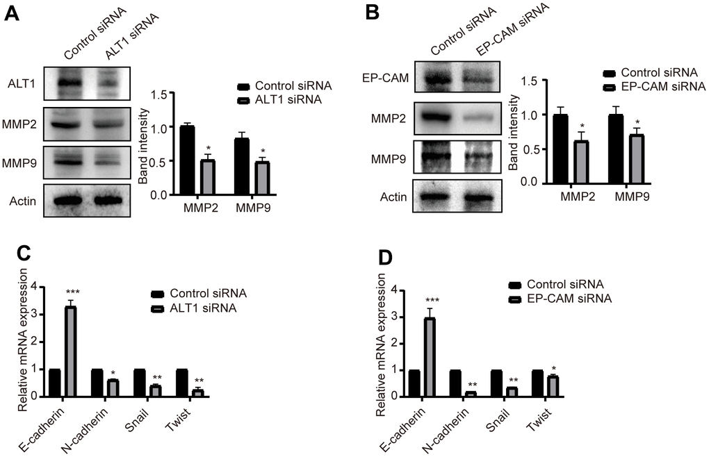 (A) Quantitative analysis results and representative images of the Western blot results for MMP2 and MMP9 in ALT1 knockdown HepG2 cells. (B) Quantitative analysis results and representative images of the Western blot results for MMP2 and MMP9 in EP-CAM knockdown HepG2 cells. (C) RT-qPCR analyses showed the knockdown of ALT1 in HepG2 cells significantly decreased expression of N-cadherin, Snail, and Twist while increasing E-cadherin expression. (D) RT-qPCR analyses showed the knockdown of EP-CAM in HepG2 cells significantly decreased expression of N-cadherin, Snail, and Twist while increasing E-cadherin expression.