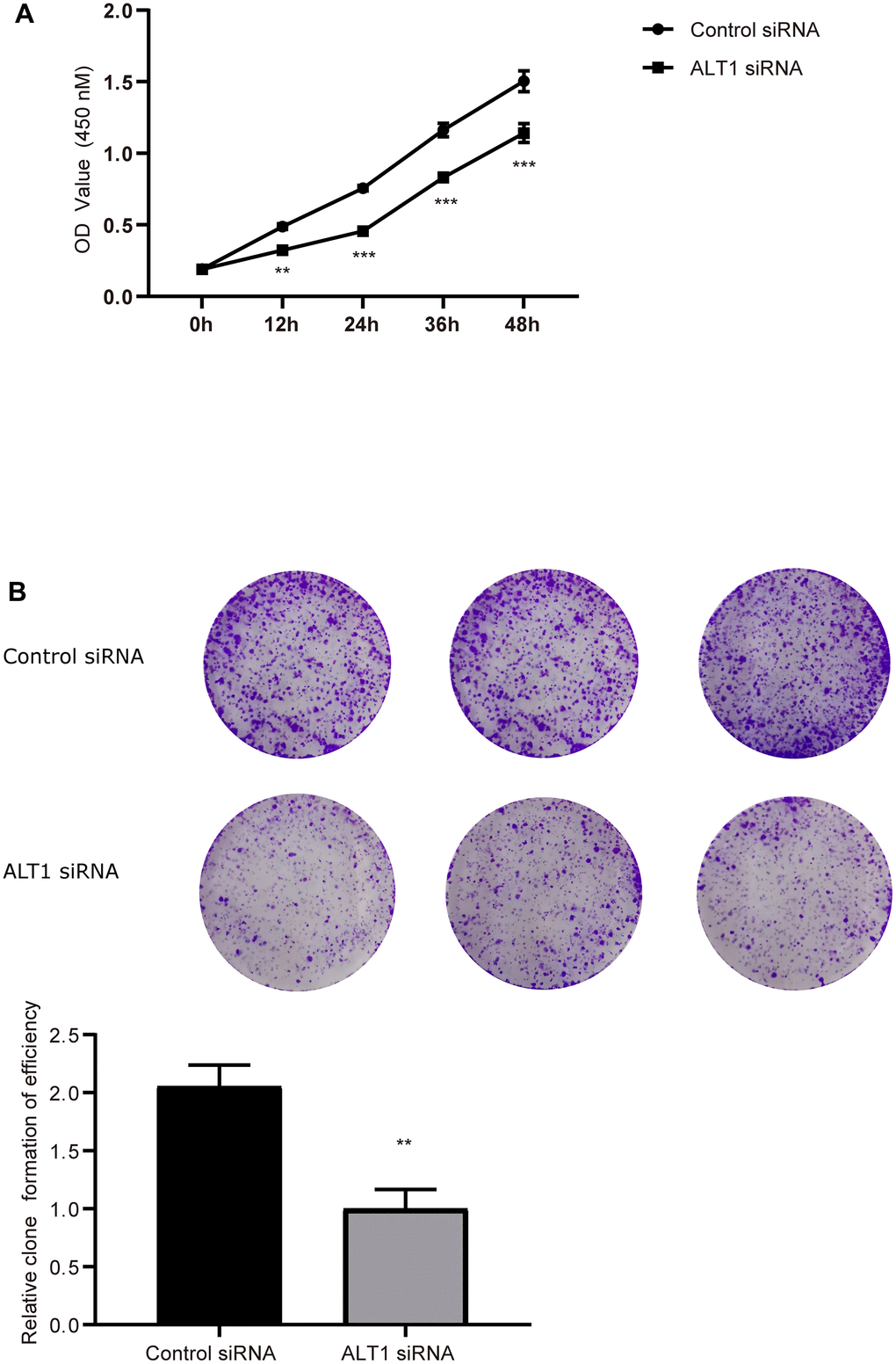 (A) Quantitative analysis results of the CCK-8 assay of HepG2 cell. (B) Colony formation analysis of HepG2 cell proliferation.