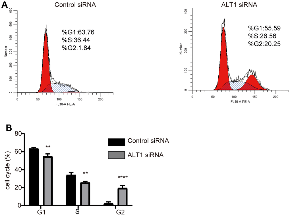 (A) Flow cytometry images of the cell cycle distribution in the negative control and ALT1 knockdown cells. (B) Quantitative analysis results of the cell cycle distribution in the negative control and ALT1 knockdown cells.