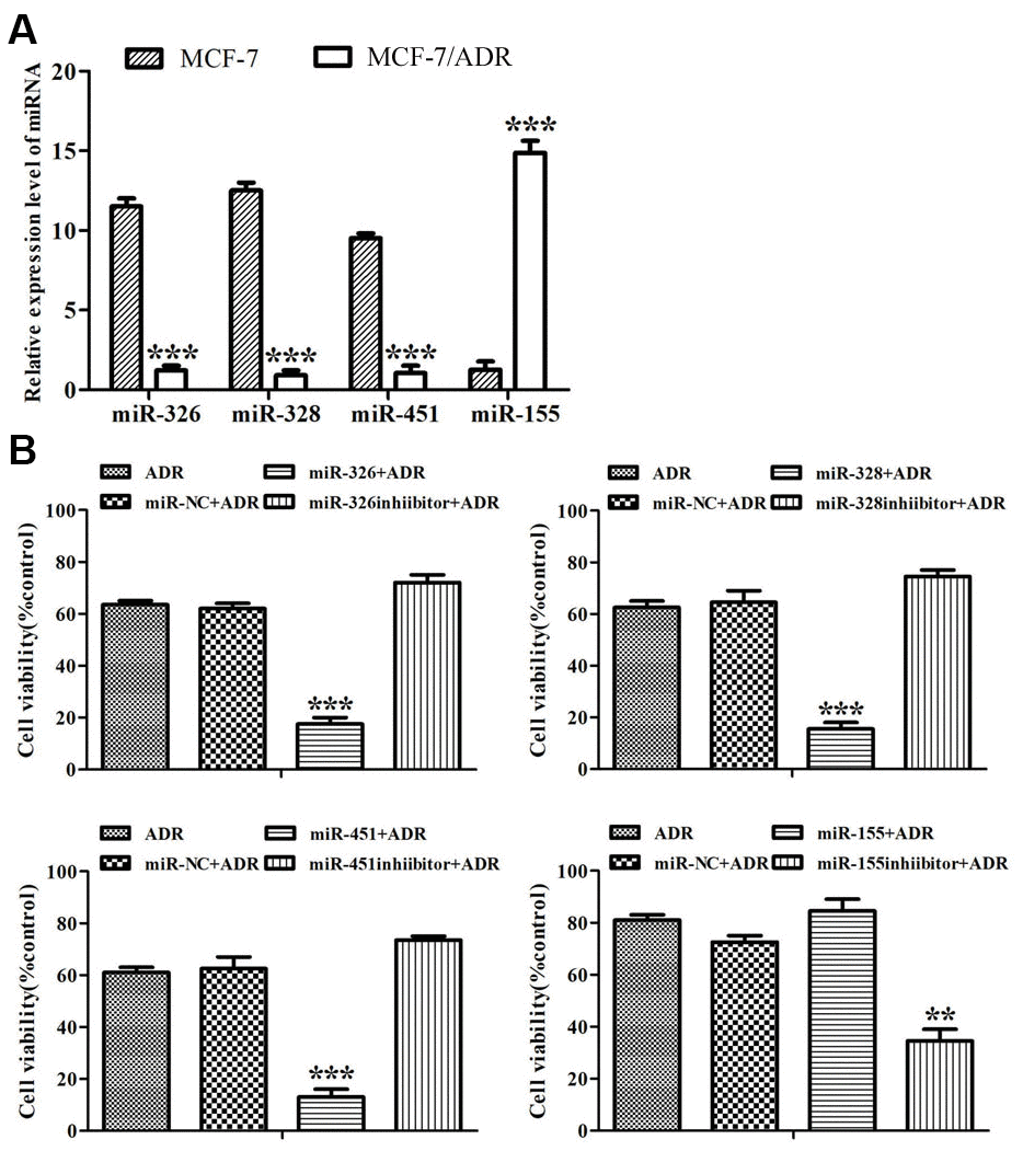 MiRNAs reversed ADR-resistance in MCF-7/ADR cells. (A) Expression of miR-326, miR-328, miR-451 and miR-155 in MCF-7 and MCF-7/ADR cells were detected by Real-time RT-PCR. ***P  0.001, comparing with MCF-7 cells. (B) MCF-7/ADR cells and MCF-7/ADR cells transfected with miRNAs were treated with ADR (43 μM) for 48 h. Cell viability was measured by CCK-8 assay. All data represent the means ± SD of three independent experiments. **P ***P  0.001, comparing with non-transfection group.