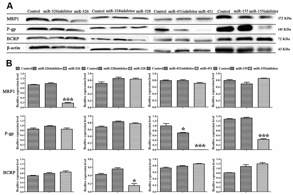 MiRNAs regulated the expression of MRP1, BCRP and P-gp proteins. (A) Western blot was conducted to detect the expression of MRP1, BCRP, P-gp and β-actin in MCF-7/ADR cells and MCF-7/ADR cells transfected with miRNAs. (B) Quantitative analysis of the results in (A). All data represent the means ± SD of three independent experiments. *P ***P  0.001, comparing with control group.