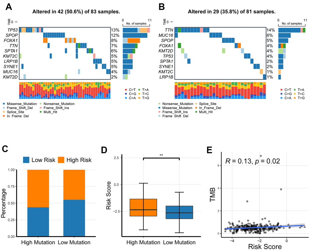 The profiling of somatic nucleotide variation for PRAD patients of different risk groups. (A, B) The waterfall plot of nucleotide variation rate in high-risk group and low-risk group. (C, D) The bar plot and box plot analyses of risk scores in the high-mutation group and low-mutation group. (E) The correlation of tumor mutation burden and risk score. *P P P