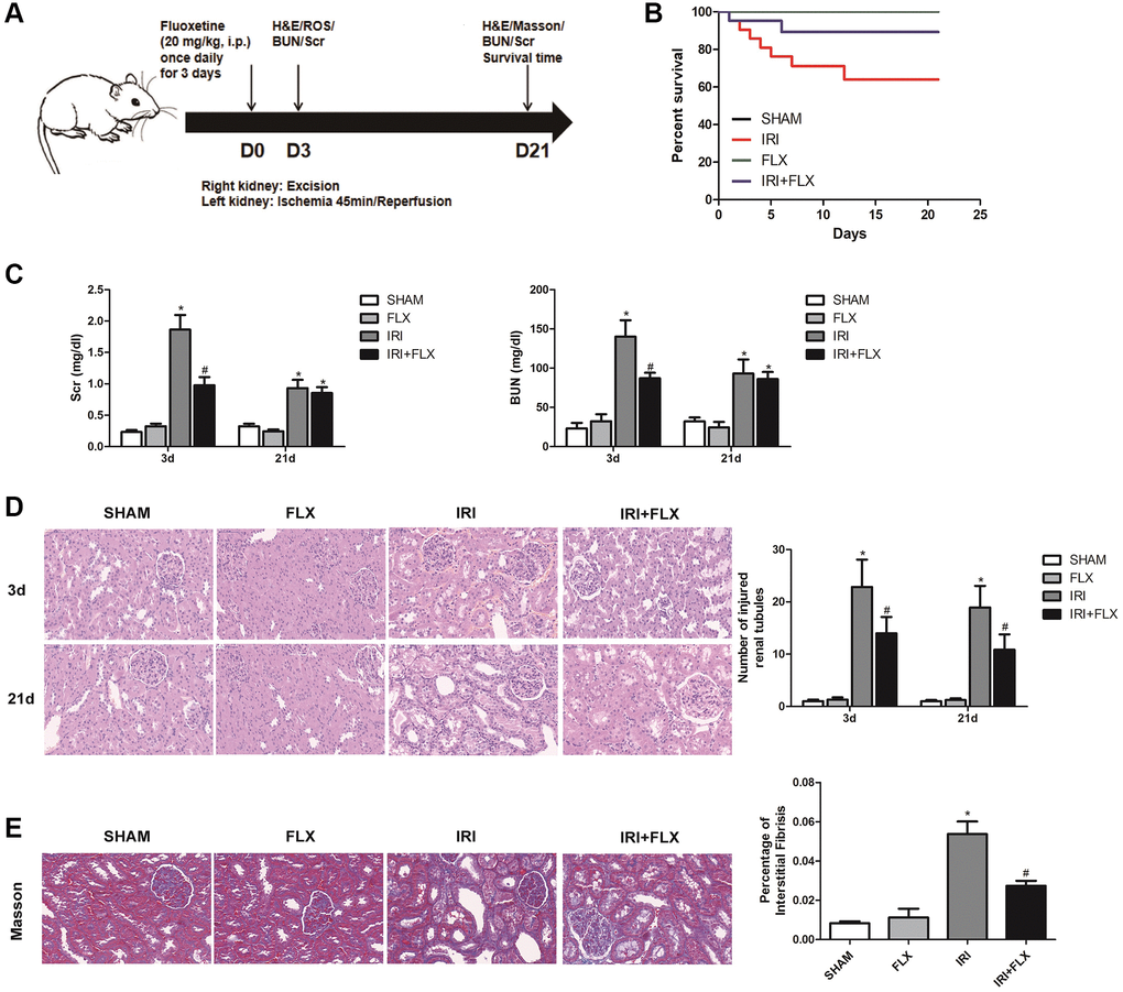 Fluoxetine prevented renal IRI injury in male rats. Fluoxetine prevented renal IRI in male rats. (A) Diagram of the renal IRI animal model. (B) Survival curves for SHAM, FLX, IRI and IRI+FLX groups. (C) Serum creatinine (Scr) and blood urea nitrogen (BUN) of blood sample collected at 24 h reperfusion from SHAM group, FLX group, IRI group, and IRI+FLX group. (D) H&E staining of renal tissues in SHAM, FLX, IRI, and IRI treated with Fluoxetine rats at 3 and 21 days after operation (magnification ×400). (E) Masson staining was used to evaluate renal injury and fibrosis. Mean seminiferous tubular diameter (magnification ×400). Data were presented as Mean ± SD, *significant difference vs. SHAM group (P #significant difference vs. IRI group (P 