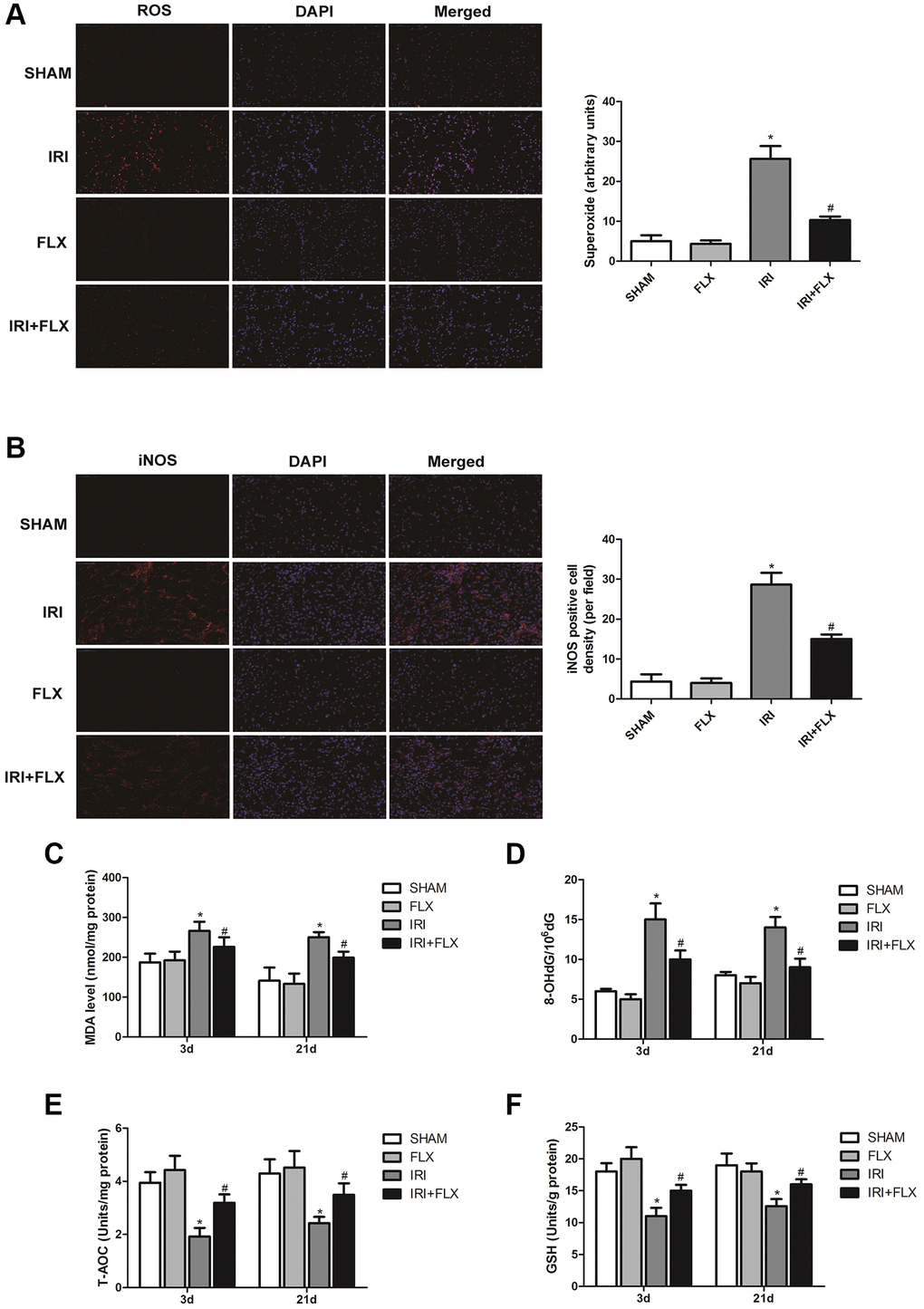 Fluoxetine alleviated oxidative damage caused by renal IRI in male rats. (A) DHE staining of renal tissues in SHAM, FLX, IRI and IRI+FLX groups. ROS exhibit red fluorescence under fluorescent microscope (magnification ×400). (B) Immunofluorescence Assay showed the expression of iNOS from renal ischemia tissues in each group (magnification ×400). (C–F) Content of MDA, 8-OHdG, T-AOC, and GSH of renal ischemia tissues in each group. Data were presented as Mean ± SD, *significant difference vs. SHAM group (P #significant difference vs. IRI group (P 