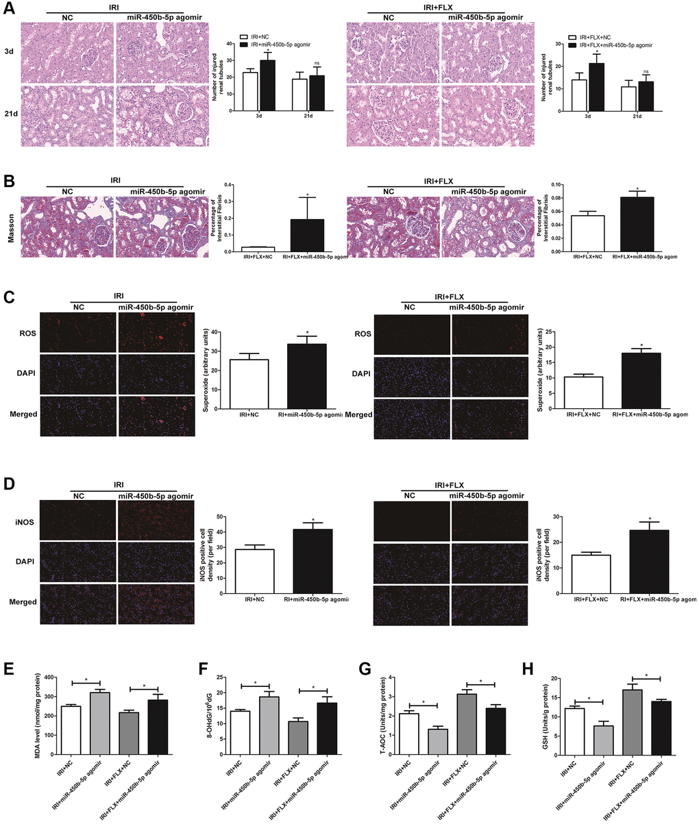 Up-regulation of miR-450b-5p aggravated oxidative stress in renal IRI-treated rats. (A) H&E staining of renal tissues in IRI group and IRI+FLX group after the injection of NC agomir and miR-450b-5p agomir at 3 and 21 days after operation in male rats (magnification ×400). (B) Masson staining was used to evaluate renal injury and fibrosis in IRI group and IRI+FLX group after the injection of NC agomir and miR-450b-5p agomir at 21 days after operation in male rats (magnification ×400). (C) DHE staining of renal tissues in IRI group and IRI+FLX group after the injection of NC agomir and miR-450b-5p agomir. ROS exhibit red fluorescence under fluorescent microscope (magnification ×400). (D) Immunohistochemical analysis showed the expression level of iNOS from renal tissues in IRI group and IRI+FLX group after the injection of NC agomir and miR-450b-5p agomir in male rats (magnification ×400). (E–H) Content of MDA, 8-OHdG, T-AOC, and GSH of renal ischemia tissues in each group. Data were presented as Mean ± SD, *significant difference (P **P 0.01).