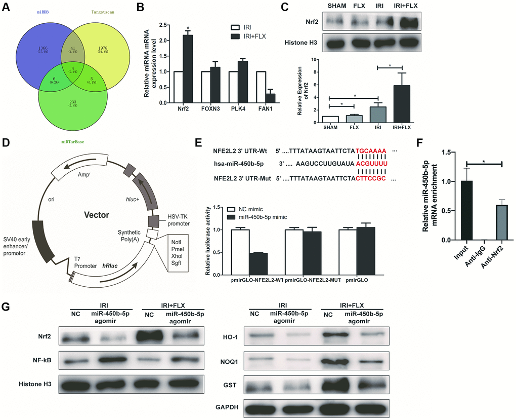 Nrf2 is a direct target of miR-450b-5p on renal IRI in male rats. (A) A schematic diagram used to search the target mRNAs of miR-450b-5p in three databases (MiRDB, StarBase and TargetScan). (B) Validation of the four differently expressed mRNAs in rats caused by IRI injury based on qRT-PCR assay. (C) Western Blotting analysis showed the expression level of Nrf2 from renal tissues in SHAM, FLX, IRI and IRI+FLX groups. (D) The construction diagram of the target genes (Nrf2) double-luciferase reporter genes. (E) The relative luciferase expression with Nrf2 3′-UTR after co-transfection with miR-450b-5p mimic or NC mimic in HK-2. (F) Nrf2 could bind to miR-450b-5p transcript in vivo in HK-2 cells. HK-2 cell lysates were immunoprecipitated with Nrf2 antibody or control IgG followed by qRT-PCR. (G) Western Blotting analysis showed the expression level of NF-κB, Nrf2 and Nrf2-dependent antioxidant enzymes, including HO-1, NQO1 and GST from renal tissues in IRI group and IRI+FLX group after the injection of NC agomir and miR-450b-5p agomir. Data were presented as Mean ± SD, *significant difference (P 