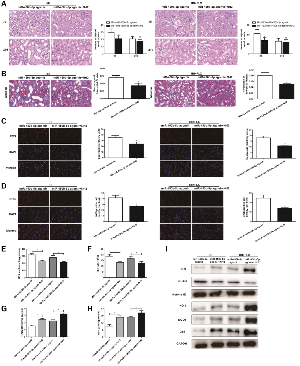 Fluoxetine pre-treatment relieved oxidative stress via miR-450b-5p/Nrf2 axis in renal IRI rats. (A) H&E staining of renal tissues in IRI group and IRI+FLX group at 3 and 21 days after operation after the injection of miR-450b-5p agomir or miR-450b-5p agomir+Recombinant protein Nrf2 in male rats (magnification ×400). (B) Masson staining was used to evaluate renal injury and fibrosis in IRI group and IRI+FLX group after the injection of miR-450b-5p agomir or miR-450b-5p agomir+Recombinant protein Nrf2. (C) DHE staining of renal tissues in IRI group and IRI+FLX group after the injection of miR-450b-5p agomir or miR-450b-5p agomir+Recombinant protein Nrf2. ROS exhibit red fluorescence under fluorescent microscope (magnification ×400). (D) Immunohistochemical analysis showed the expression level of iNOS from renal tissues in IRI group and IRI+FLX group after the injection of miR-450b-5p agomir or miR-450b-5p agomir+Recombinant protein Nrf2 in male rats (magnification ×400). (E) Content of MDA of renal ischemia tissues in IRI group and IRI+FLX group after the injection of miR-450b-5p agomir or miR-450b-5p agomir+Recombinant protein Nrf2. (F) Content of 8-OHdG of renal ischemia tissues in IRI group and IRI+FLX group after the injection of miR-450b-5p agomir or miR-450b-5p agomir+Recombinant protein Nrf2. (G) Content of T-AOC of renal ischemiatissues in IRI group and IRI+FLX group after the injection of miR-450b-5p agomir or miR-450b-5p agomir+Recombinant protein Nrf2. (H) Content of GSH of renal ischemia tissues in IRI group and IRI+FLX group after the injection of miR-450b-5p agomir or miR-450b-5p agomir+Recombinant protein Nrf2. (I) Western Blotting analysis showed the expression level of NF-κB, Nrf2 and Nrf2-dependent antioxidant enzymes, including HO-1, NQO1 and GST from renal tissues in IRI group and IRI+FLX group after the injection of miR-450b-5p agomir or miR-450b-5p agomir+Recombinant protein Nrf2. Data were presented as Mean ± SD, *significant difference (P 