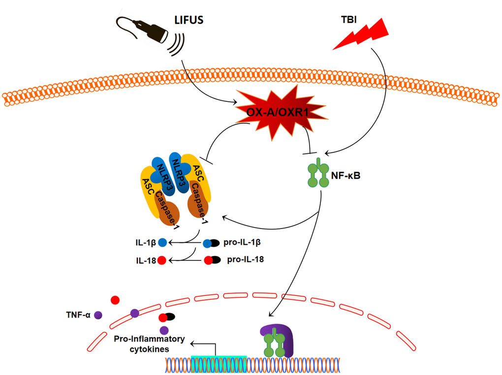 Schematic diagram depicting the potential mechanism and protective effects of low-intensity focused ultrasound (LIFUS) on traumatic brain injury (TBI). LIFUS can significantly inhibit inflammatory response after TBI through the OX-A/NF-κB/NLRP3 signaling pathway.