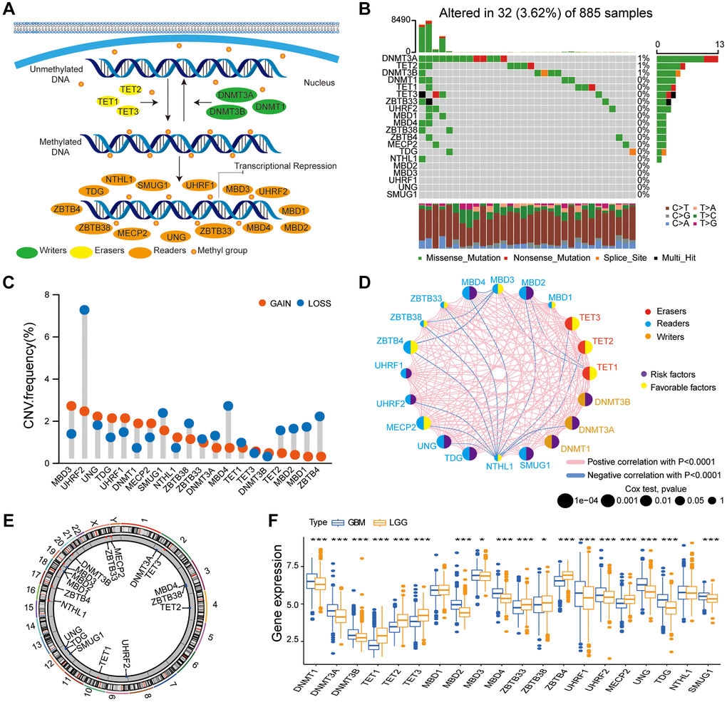 Multi-omics landscape of the DNA methylation regulators in glioma. (A) The summary of 20 DNA methylation regulators and their molecular functions in mediating the dynamic reversible process of DNA methylation. (B) Mutation frequency of the 20 DNA methylation regulators based on TCGA glioma dataset. Each column represents a single glioma samples. (C) The CNV frequency of DNA methylation regulators based on the TCGA glioma dataset. Note: gain, red; loss, blue. (D) PPI network of the 20 DNA methylation regulators. Size of the node denotes the number of proteins. (E) Circos plots illustrating the chromosomal locations of the CNV alternations in 20 DNA methylation regulatory genes. (F) Boxplot shows the expression levels of the 20 DNA methylation regulators in patients with LGG and GBM bases on the gather glioma cohort. Note: ns P > 0.05; *P **P ***P 