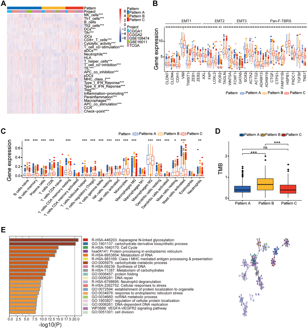 Different clinical and transcriptome characteristics of the three DNA methylation regulator patterns in the gather glioma cohort. (A) Heatmap of several immune signatures for the three DNA methylation regulator patterns in the gather glioma cohort. (B) Box-plots show the expression levels of few stroma-activated related genes in the three DNA methylation regulator patterns based on the gather glioma cohort. (C) Box-plots show the proportions of several immune cells types in the three patterns based on the gather glioma cohort. (D) Box-plots show the TMB for the three patterns in the TCGA dataset. (E) Functional annotation of the DNA methylation related genes between three patterns in the gather glioma cohort. Note: ns P > 0.05; *P **P ***P 