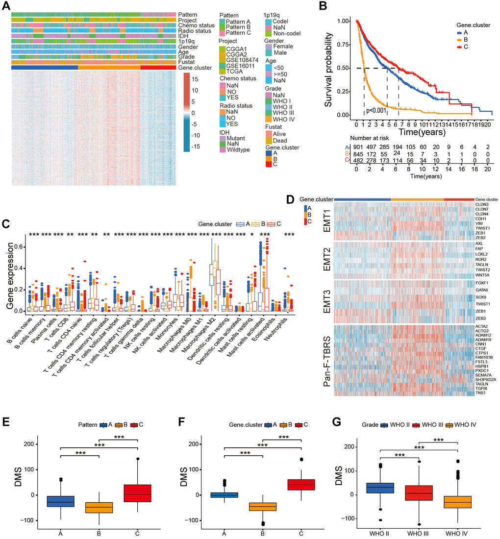 Construction of DMS in the gather glioma cohort. (A) Unsupervised clustering of the overlapping DNA methylation-related genes in the gather glioma cohorts. (B) Survival analysis of glioma patients belonging to the three DNA methylation-related gene clusters; P C) The proportion of immune cell types in the glioma and the transcriptome traits in the three DNA methylation-related gene clusters. (D) The differences in the expression of genes related to the activated stromal pathways including EMT1, EMT2, EMT3, and pan-F-TBRS between three DNA methylation-related gene clusters. (E–G) Box-plots shows the DMS for DNA methylation regulator patterns (E), gene clusters (F), different glioma grades groups (G), P P > 0.05; *P **P ***P 