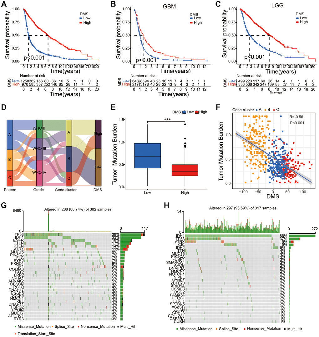 Survival characteristics of glioma patients based on DMS and the relationship between DMS and tumor somatic mutation. (A–C) Survival analyses with the OS rates for the low DMS and high DMS groups among all glioma (A), GBM (B) and LGG (C) samples patients based on gather glioma cohorts, P D) Sankey diagram shows the association between DNA methylation regulator patterns, glioma grades, DNA methylation-related gene cluster, and DMS groups. (E) Differences in DMS between patients with high and low TMB, P F) Scatter plot shows the relationship between DMS and TMB in the glioma samples (R = 0.56; P G–H) Waterfall plot shows tumor somatic mutations in high (G) and low (H) DMS subgroups. Note: ns P > 0.05; *P **P ***P 