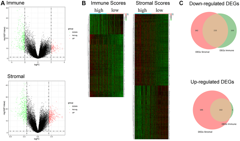 Identification of DEGs based on immune score and stromal score. (A) Volcano plot of DEGs from the low/high immune and stromal score groups. Note: Genes with p  2) and green (FC B) Heatmap of DEGs from the low/high immune and stromal score groups. (C) Venn plot for common up- and downregulated DEGs in the stromal and immune score groups.