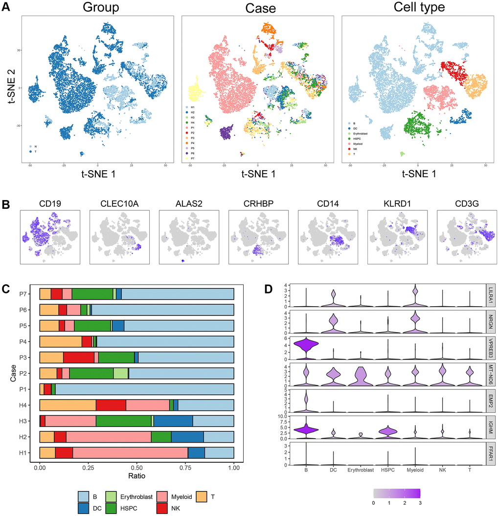 Cell composition and mRNA expression profiles of seven ISCIRGs in single-cell RNA-seq samples. (A) tSNE of the 27810 cells profiled here, with each cell color-coded for (left to right): its sample group of origin (ALL or health BM), the corresponding case (health cases: H1 to H4, ALL patients: P1 to P7) and the associated cell type. (B) Expression of marker genes for the cell types defined above each panel. (C) Proportion of cell type in BM of each participant. (D) The mRNA expression profiles of the seven ISCIRGs in each type of cell.