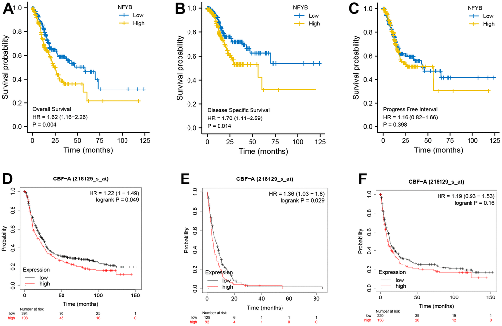 High expression of NFYB is associated with poor prognosis of GC. (A) Overall survival analysis based on NFYB expression of GC patients in TCGA data. (B) Disease-free survival analysis based on NFYB expression of GC patients in TCGA data. (C) Progression-free survival analysis based on NFYB expression of GC patients in TCGA data. (D) Overall survival analysis based on NFYB expression of GC patients in the Kaplan-Meier plotter database with GEO datasets. (E) Disease Free Survival based on NFYB expression of GC patients in the Kaplan-Meier plotter database with GEO datasets. (F) Progression-free survival analysis based on NFYB expression of GC patients in the Kaplan-Meier plotter database with GEO datasets.
