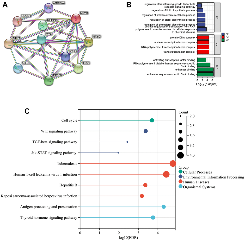 Functional enrichment analysis of NFYB co-expressed genes. (A) PPI network of NFYB co-expressed genes. (B) The histogram of GO Enrichment Analysis of NFYB co-expressed genes. (C) The bubble diagram of KEGG pathway Enrichment Analysis of NFYB co-expressed genes.