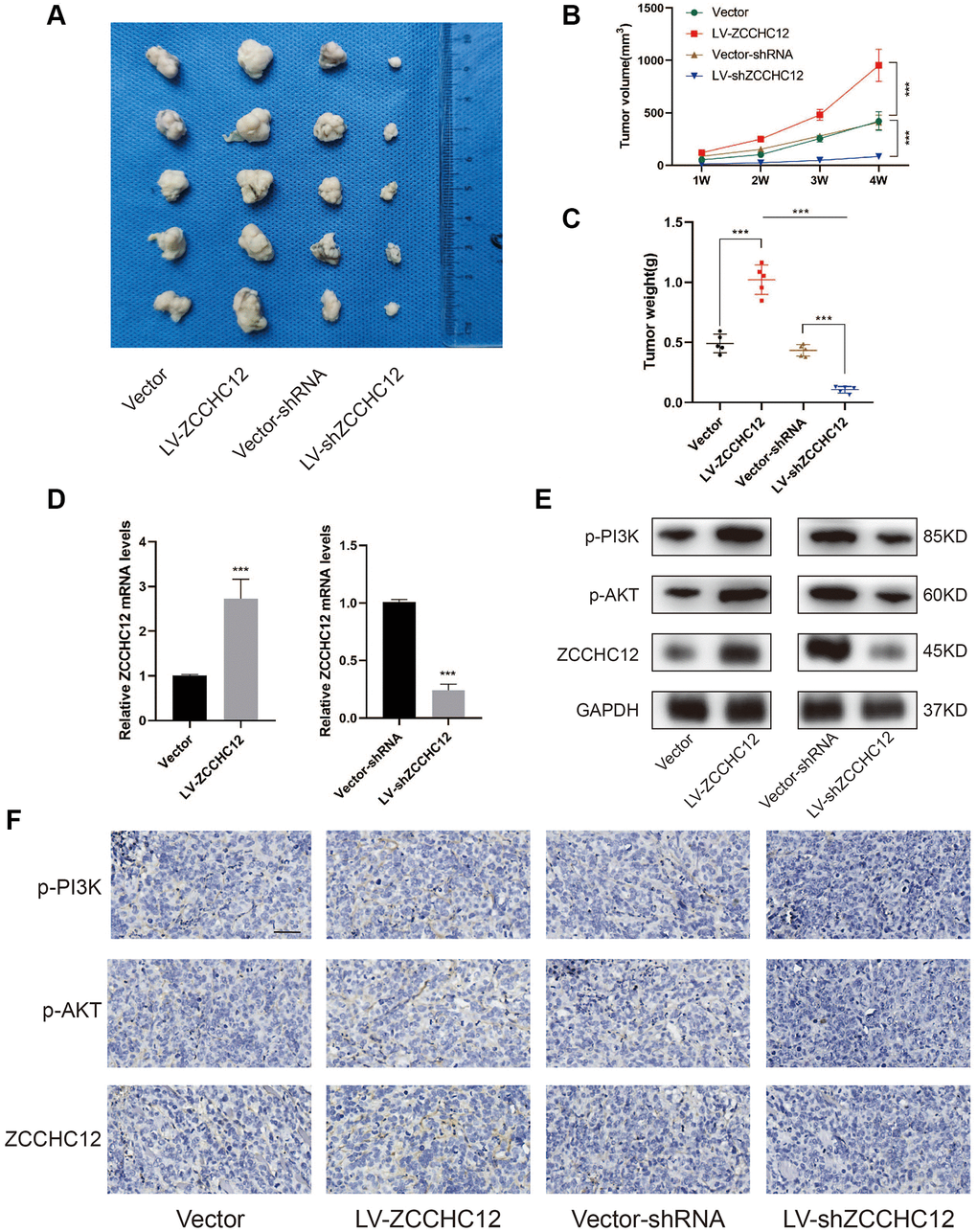 ZCCHC12 promoted OS cells tumorigenicity in vivo. (A) Subcutaneous tumors were removed from nude mice and fixed in 0.4% formalin. (B and C), Tumor volume and weights of xenografts in nude mice were measured. (D), qRT-PCR was applied to examine the expression of ZCCHC12 in tumor xenograft tissues. (E), Western blot was performed to examine the expression of p-PI3K, p-AKT and ZCCHC12 in tumor xenograft tissues. (F) IHC staining for p-PI3K, p-AKT and ZCCHC12 in tumor xenograft tissues. scale bar: 200 μm. n = 5; ***P 