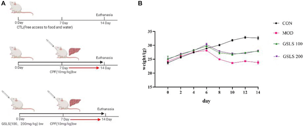 (A) Methods of animal administration in each group. (n = 8). (B) Body weight of mice in each group. (n = 8).